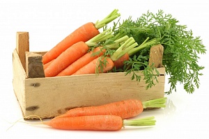 Морковь продовольственная 1-й сорт